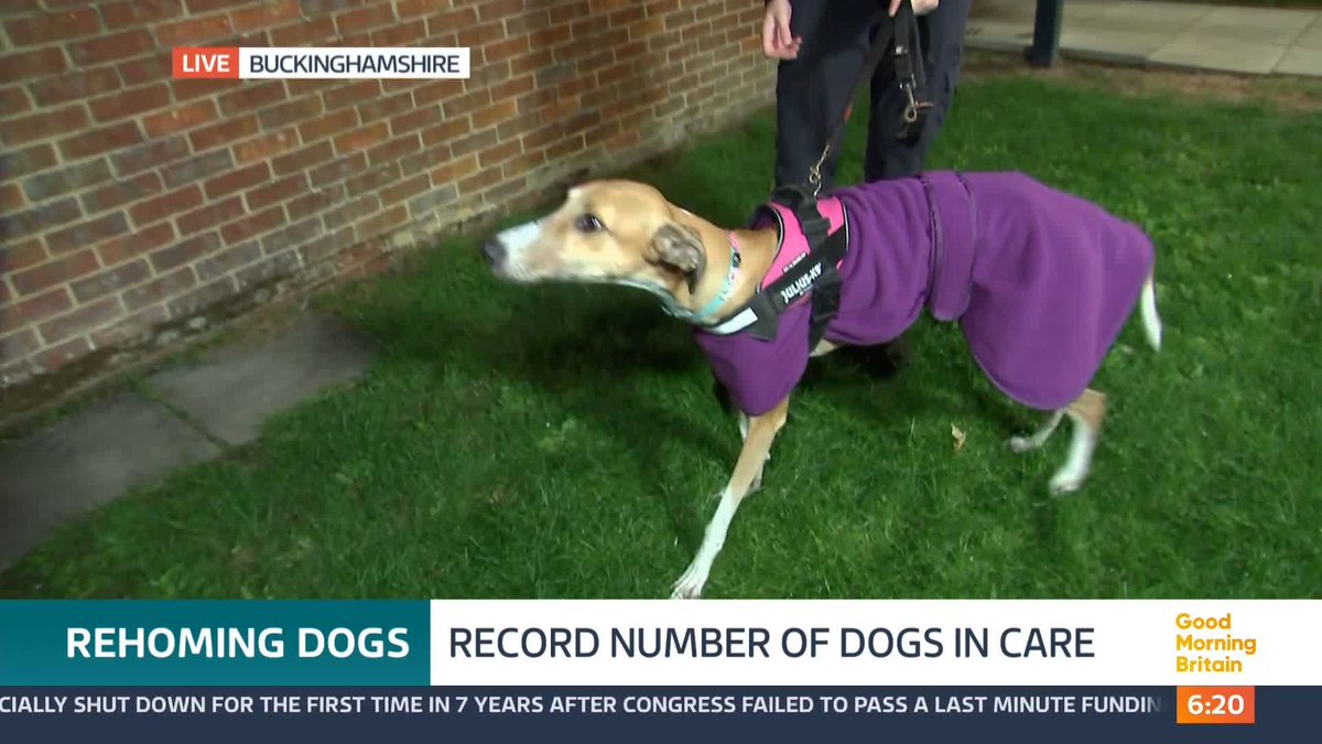 The RSPCA says it can take up to seven times longer to rehome larger dogs than smaller animals because people think they might be aggressive or need more care. But there is one good news story…. @nickdixonitv reports.