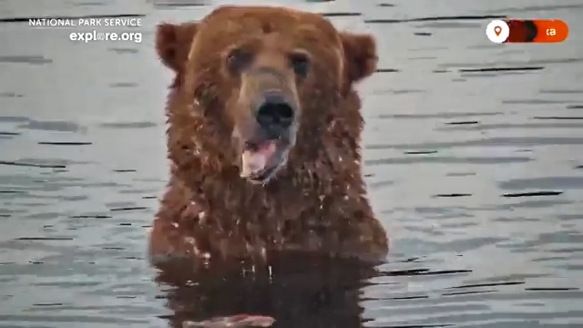 A giant bear, initially feared to starve after breaking his jaw, defied expectations by being crowned the fattest in Alaska