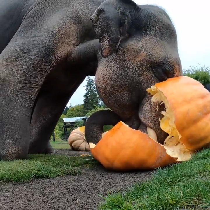 let the gourd times roll