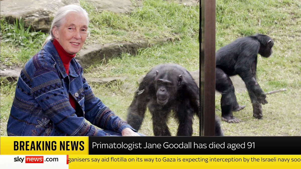 BREAKING: Jane Goodall, known for her ground-breaking studies involving chimpanzees, has died aged 91 Read more: 📺 Sky 501, Virgin 602, Freeview 233 and YouTube
