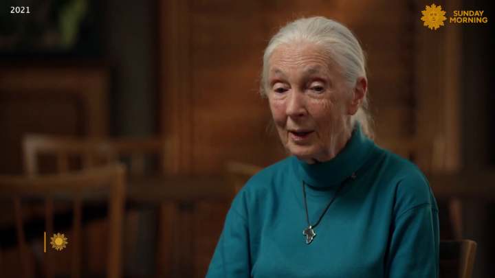 Jane Goodall, the renowned conservationist who shaped the world's knowledge of chimpanzees, has died at 91. The famed naturalist dedicated her life to protecting wildlife and the environment, and she reached out to as many people as possible to advocate for a more sustainable future. Back in 2021, she spoke with Seth Doane about her book, “The Book of Hope: A Survival Guide for Trying Times,” and about how everyone could contribute to reversing mankind's destruction of our only home.