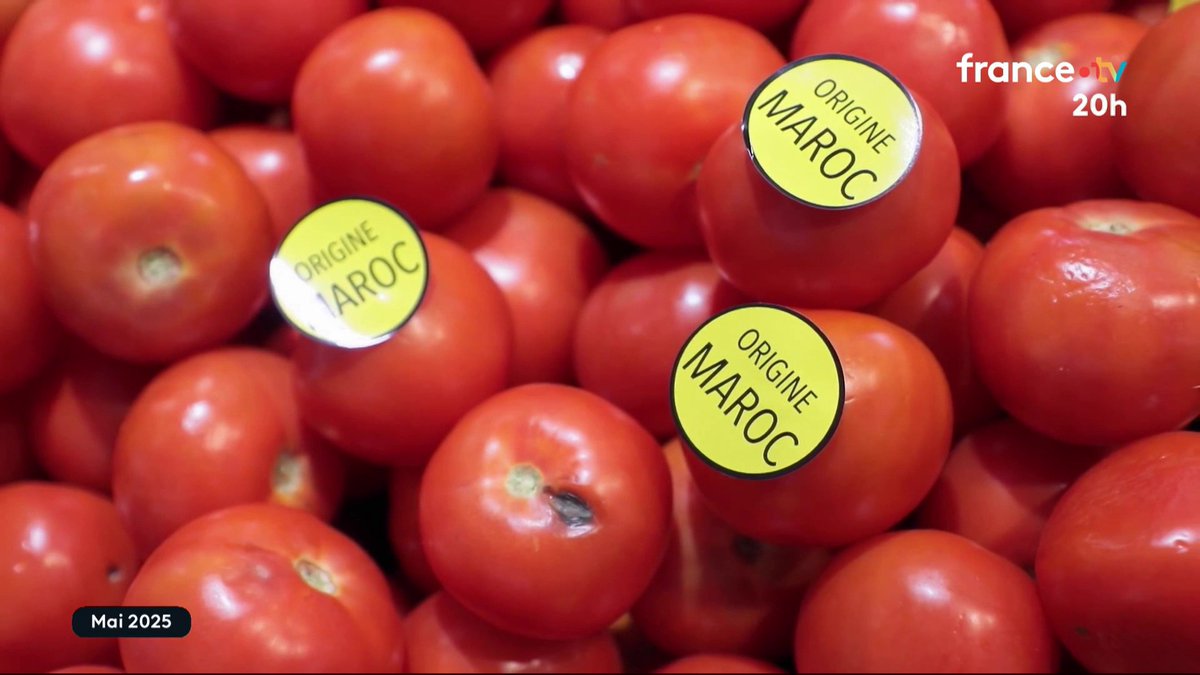 🍅🇲🇦 DOCUMENT #JT20h : tomates marocaines, la concurrence low-cost Une entreprise franco-marocaine qui détient ce juteux business a accepté de nous ouvrir ses portes.