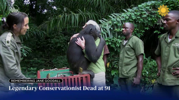 Jane Goodall, the renowned conservationist who shaped the world's knowledge of chimpanzees, has died at the age of 91. The Jane Goodall Institute said she died of natural causes while on a speaking tour in California.