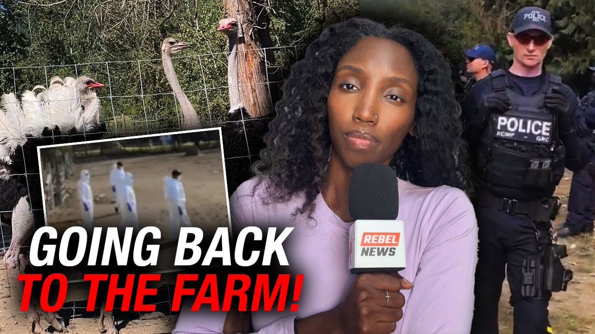 Supreme Court deliberates healthy flock's fate at Universal Ostrich Farm For nine months, I’ve been covering the battle between a B.C. ostrich farm and the Canadian Food Inspection Agency — an agency determined to destroy nearly 400 healthy birds and the farmers’ livelihoods with a cull order issued last December. This fight is about way more than ostriches. It’s about government overreach, property rights, farming and food sovereignty, and yes even communism rearing its ugly head right here in Canada. The CFIA has refused to test the living birds, threatened jail if the farmers do, and spent millions racing to kill the ostriches before a judge could rule on whether the farm can appeal the lower court’s decision. They even blocked the farm’s cameras after a last-second court stay temporarily saved the flock while a judge deliberates on whether the farmers have any further legal recourse. Rebel News has been there every step of the way exposing the farmers' arrests and livestreaming the standoff. We even flew over the RCMP’s hidden command post when they tried to conceal where the farmers were being detained after daring to feed and care for their ostriches until the CFIA was ready to slaughter them. But to keep shining a light on what the CFIA wants done in the dark, Rebel needs your help. We’re heading back to Edgewood fully loaded with Starlinks, long-range lenses, and camping gear to cover this story around the clock. And unlike the CFIA — which is at the farm around the clock waiting for the green light to kill the birds — we’re not funded by tax dollars. REPORT by Drea Humphrey: