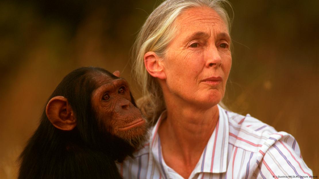 【黑猩猩的朋友、自然的守护者——珍·古道尔离世】 珍·古道尔（Jane Goodall），这位以其开创性的黑猩猩实地研究方法和倡导全球环保而闻名的自然资源保护者，本周三（10月1日）在美国加州去世，享年91岁。她一生致力于揭示野生动物生存困境、倡导自然保护，鼓励人们与动物和自然世界建立更和谐、可持续的关系，其精神与贡献将长久影响世界。