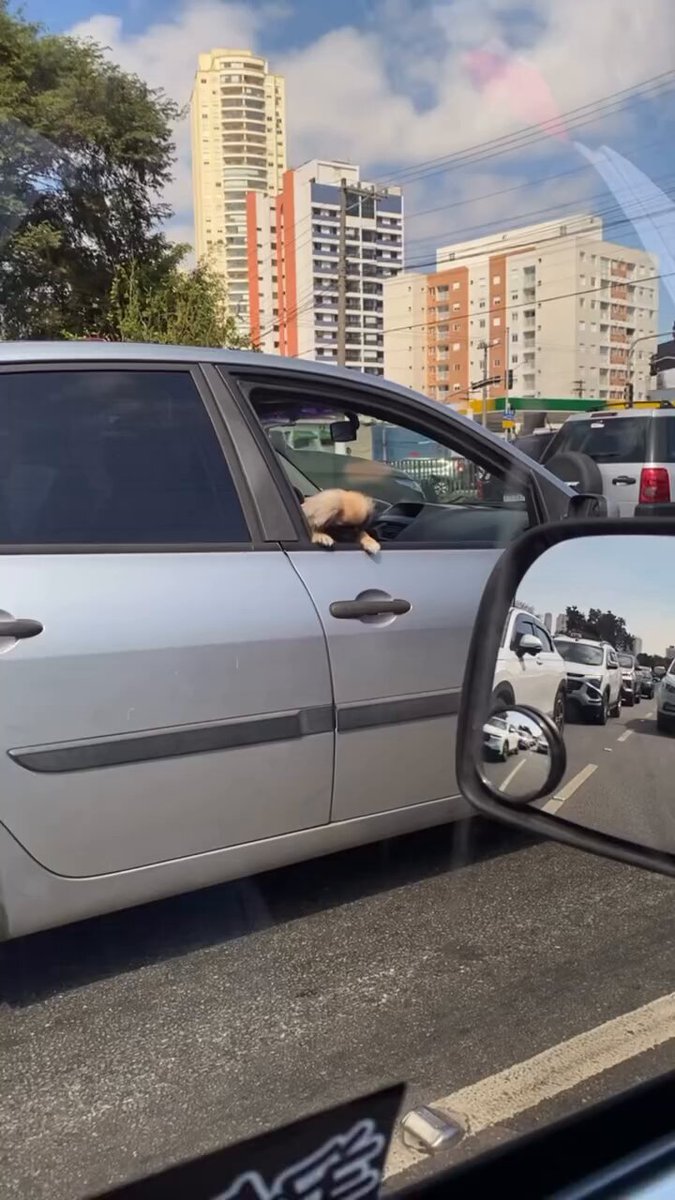 ainda é calvo o coitado