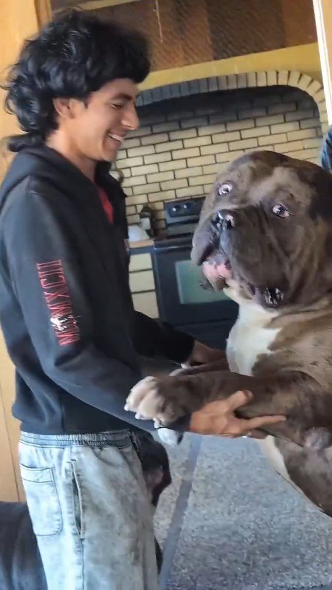 Why has the owner not restrained it? This breed can be very dangerous