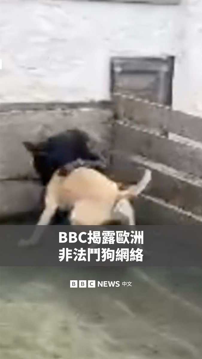 在英国，法律不仅禁止斗犬，还禁止拥有和训练斗犬，甚至无正当理由拍摄斗犬比赛，因为一只又一只参赛的动物往往非死即伤。 但BBC记者进行的卧底调查发现，一个从安特里姆延伸到阿姆斯特丹的庞大网络仍在广泛进行这项残酷血腥的运动。