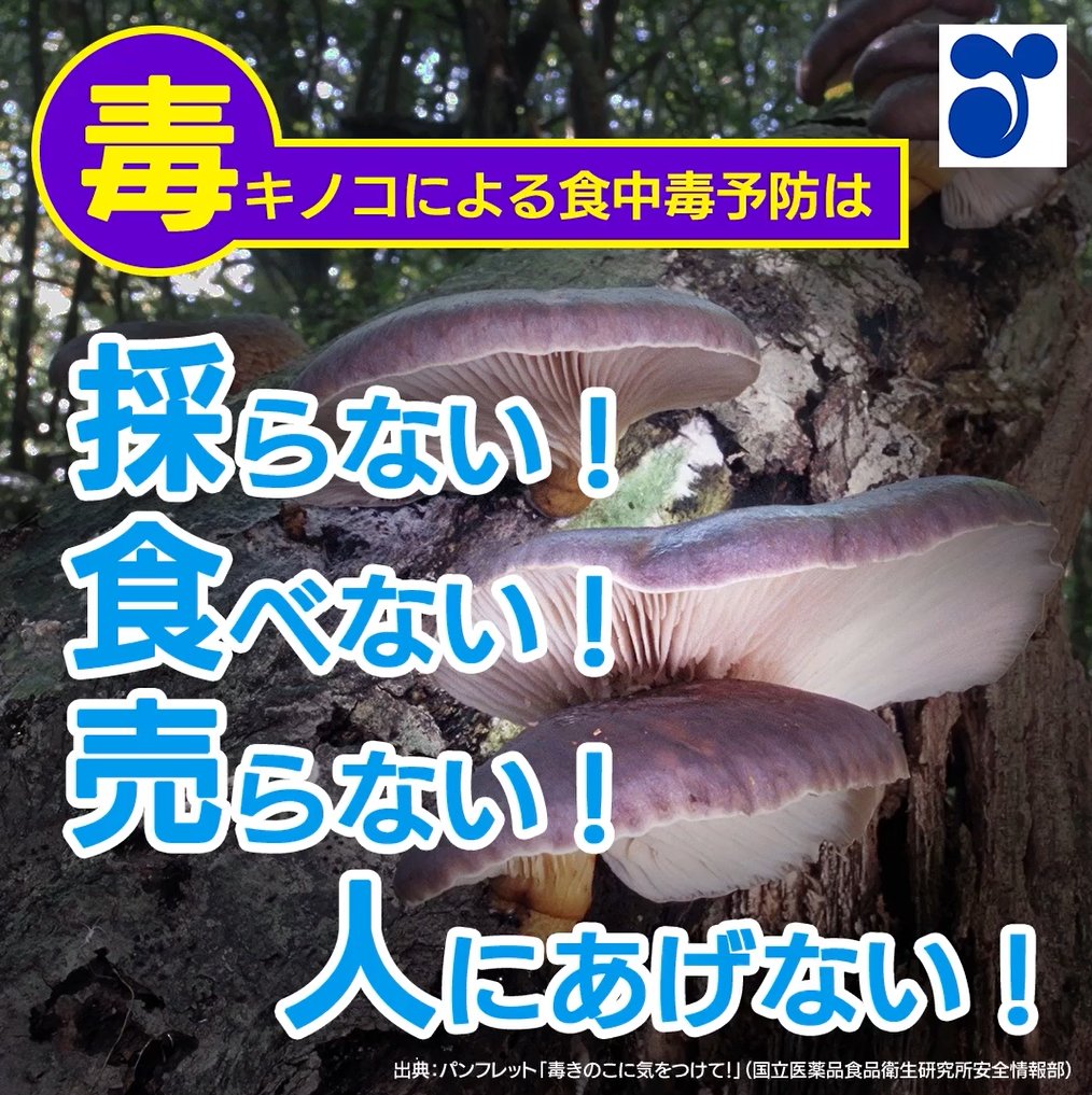 🍄毎年秋から冬にかけて、 毒キノコによる食中毒が発生しています🍄 確実に食べられるキノコだと判断できないときは、 ✅採らない ✅食べない ✅売らない ✅人にあげない さらに、信じてはいけないキノコの迷信⚠️についてもご紹介 詳細はこちら👇