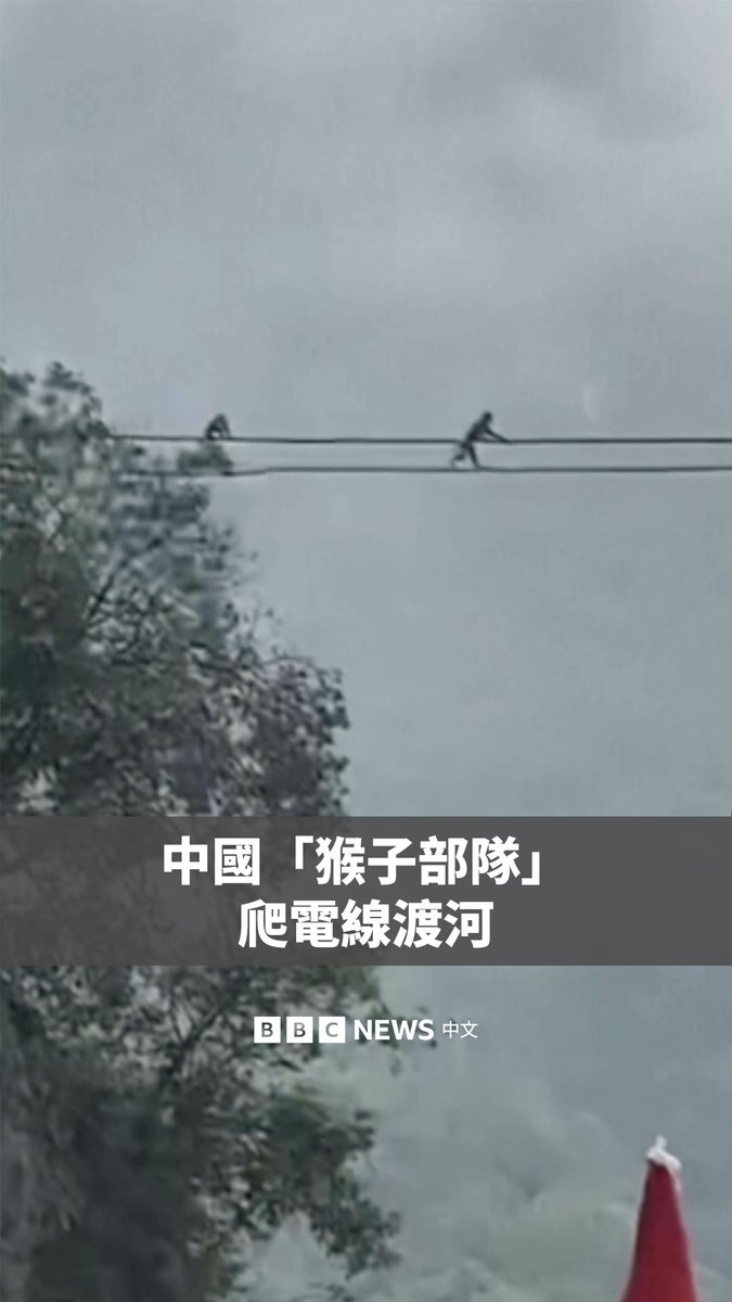 在中国中部的湖北省,一群野生猴子被拍摄到沿着输电线排队渡河。 当地的清江两岸生活着许多猕猴,景区工作人员称猴群的渡江行为是其“自然习性的体现”,并非首次发生。