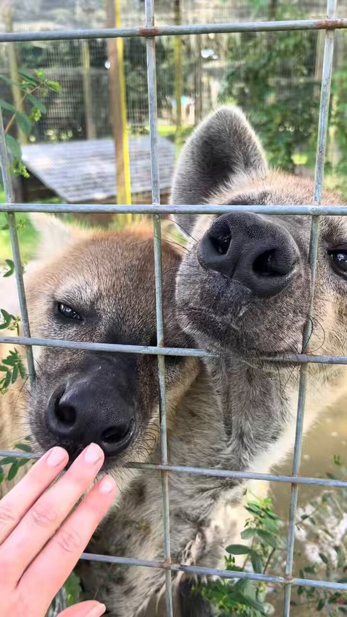 Boop your yeens!!!