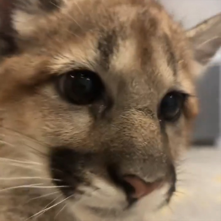 Happy purrthday Link and Nova! Orphaned in the wild last year and brought to the zoo by @wdfw, these cougar cubs are celebrating their first birthday this weekend.