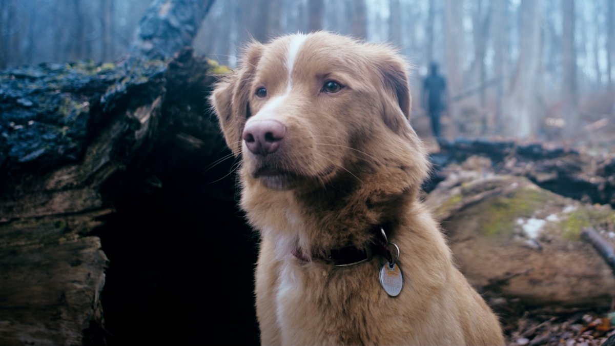 First clip from ‘GOOD BOY’ The horror film follows the perspective of a dog who sees its owner haunted by supernatural entities.