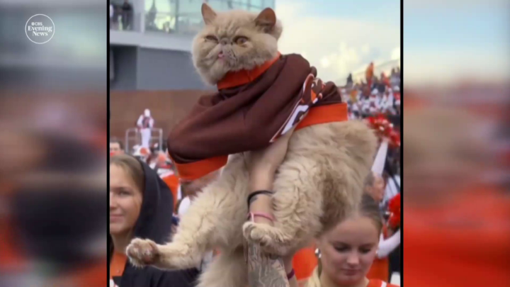 A Persian cat named Pudge has become Bowling Green State University’s unlikely star, lifting team spirit and helping his owner, BGSU Football long snapper George Carlson, through the loss of his mother. Steve Hartman is On the Road in Ohio.