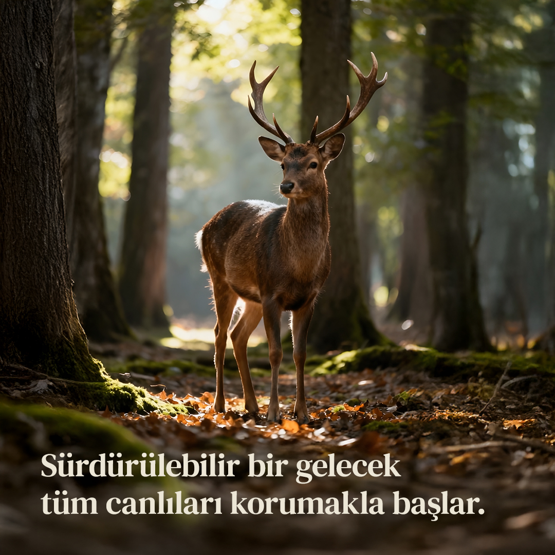 Onların dünyası, bizim sorumluluğumuz. Tek bir canı korumak, tüm dünyayı iyileştirmektir. 4 Ekim Dünya Hayvanları Koruma Günü kutlu olsun.