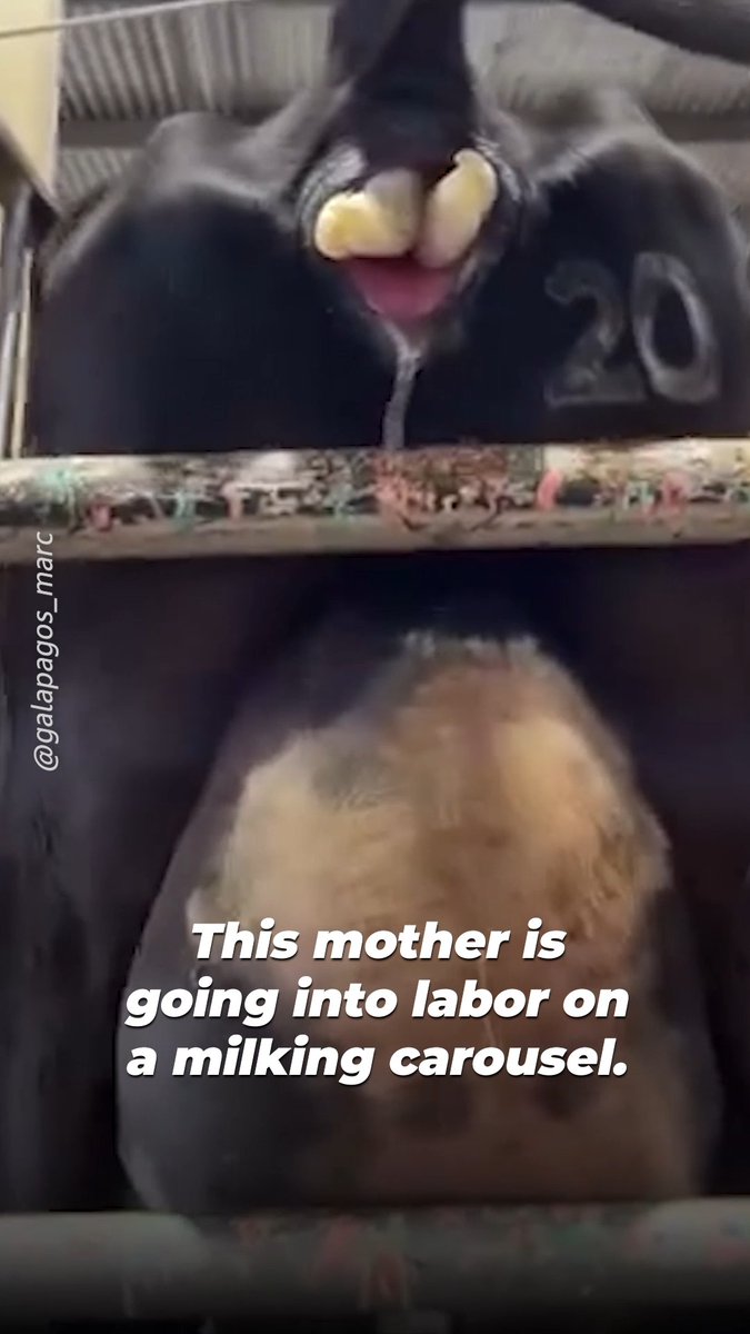 This mother is seen as nothing more than the number on her back. Her calf’s feet emerge, her udder swollen, her body confined to a machine that drains the milk meant for her baby. She is denied dignity, a calm and safe birth, then will be denied motherhood itself. No mother deserves this.