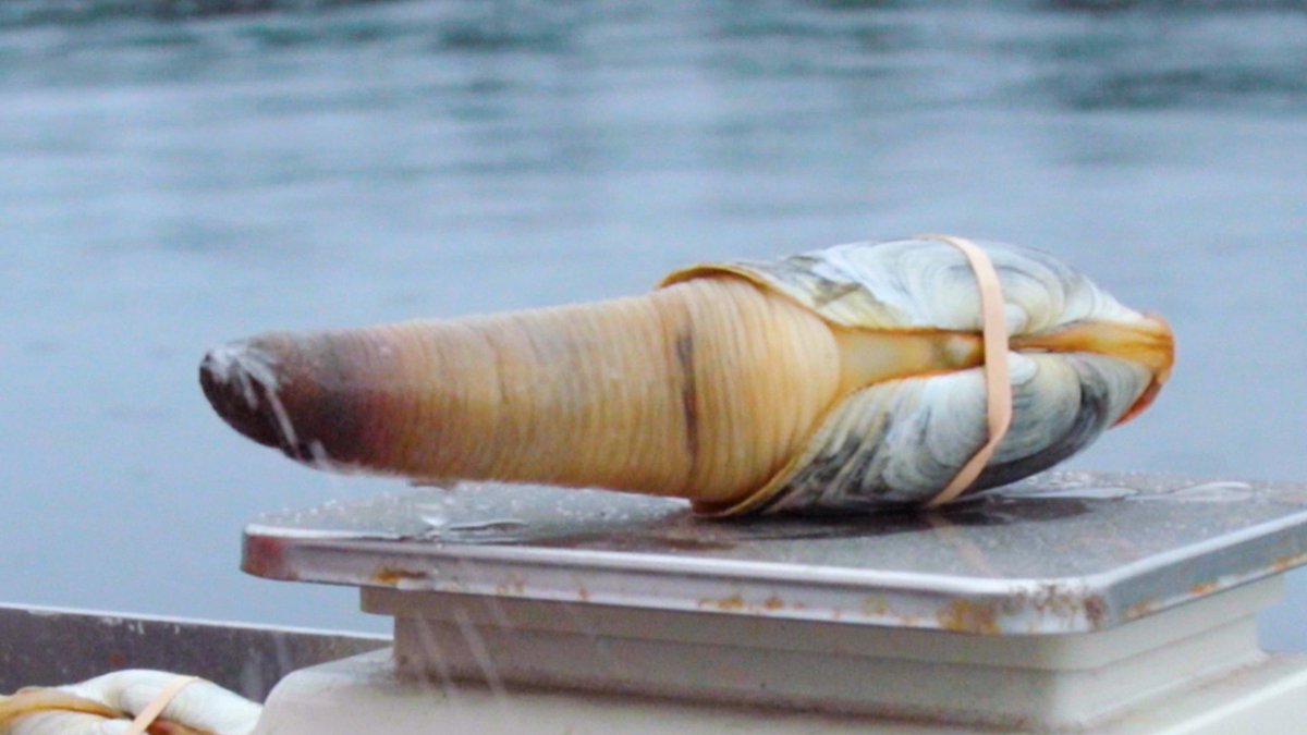 Why geoducks are so expensive