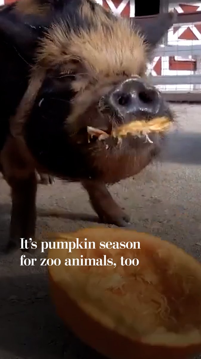 It's spooky season for zoo animals too! Keepers at the Milwaukee Zoo fed pumpkins to Kunekune pigs, an Amur tiger and cheetahs.