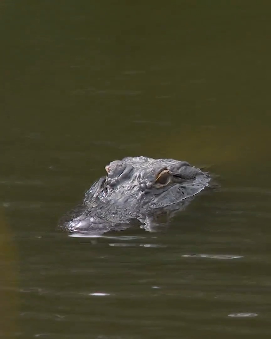 Play it as it lies 🐊 Vince Whaley played this shot from the lake ... just a few feet away from a gator Sanderson Farms Championship!