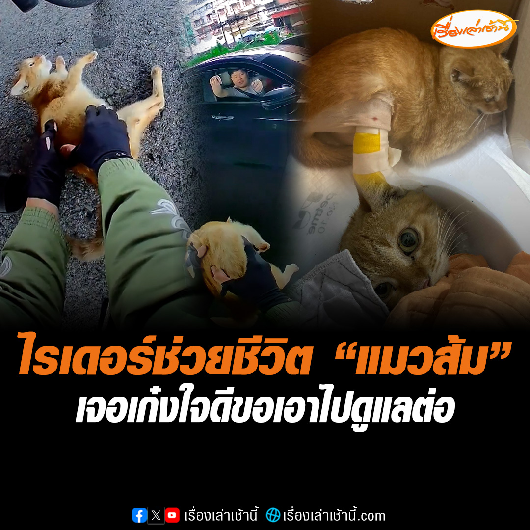 ดูแล้วใจฟู! ไรเดอร์จอดช่วยชีวิต “แมวส้ม” นอนอยู่กลางถนน เตรียมอุ้มไปไว้ที่ปลอดภัย แต่เจอเก๋งใจดีขอเอาน้องไปดูแลต่อ ล่าสุดอาการปลอดภัยแล้ว โซเชียลแห่ชื่นชม #เรื่องเล่าเช้านี้ #ข่าวช่อง3 #ข่าวโซเชียล