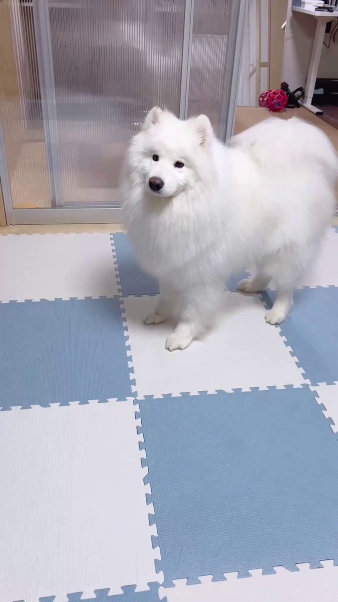 ワンちゃん用の虫除けスプレーを全力で嫌がるサモエドが可愛すぎる