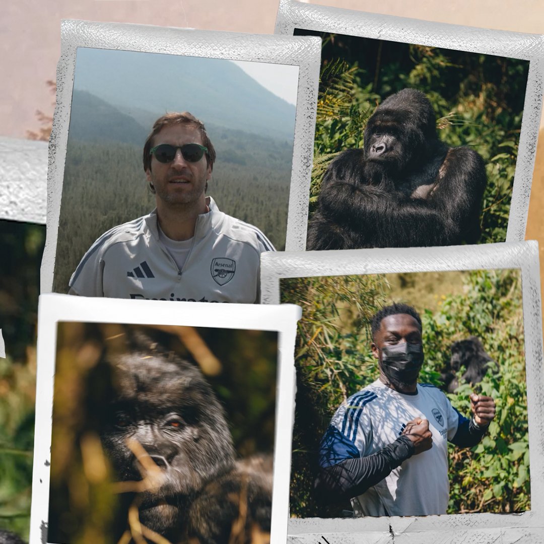 Celebrating Kwita Izina 🇷🇼 Gunners duo Mathieu Flamini and Bacary Sagna took an unforgettable trip to Volcanoes National Park and a gorilla-naming ceremony in Rwanda 🦍 🤝 Visit Rwanda