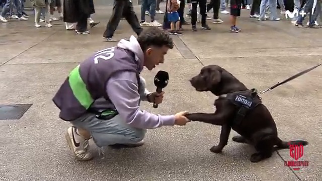 🐶💙 El perro más bonito del mundo es del RC Deportivo. #ElDíaDespués