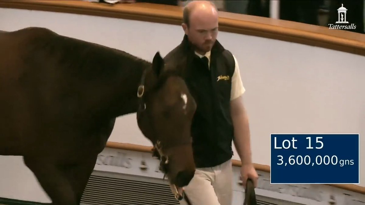 🎆 Early fireworks at #TattsOctober Book 1 as Amo Racing goes to 3,600,000gns for Newsells Park Stud's Frankel colt out of the Gr.2 winner Aljazzi. He's an own brother to last year's sale topping 4.4m gns filly.