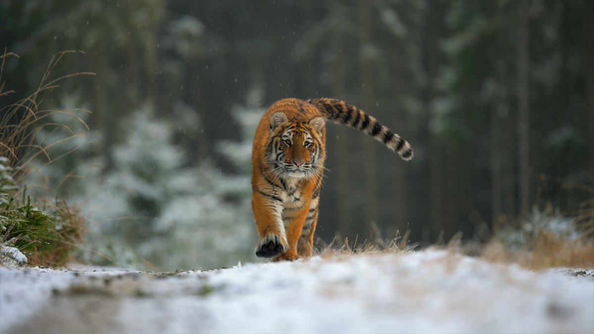 Majestic beauty of nature ๐
๐ธ: Jan Rozehnal #TigerTuesday #SiberianTiger #Wildlife