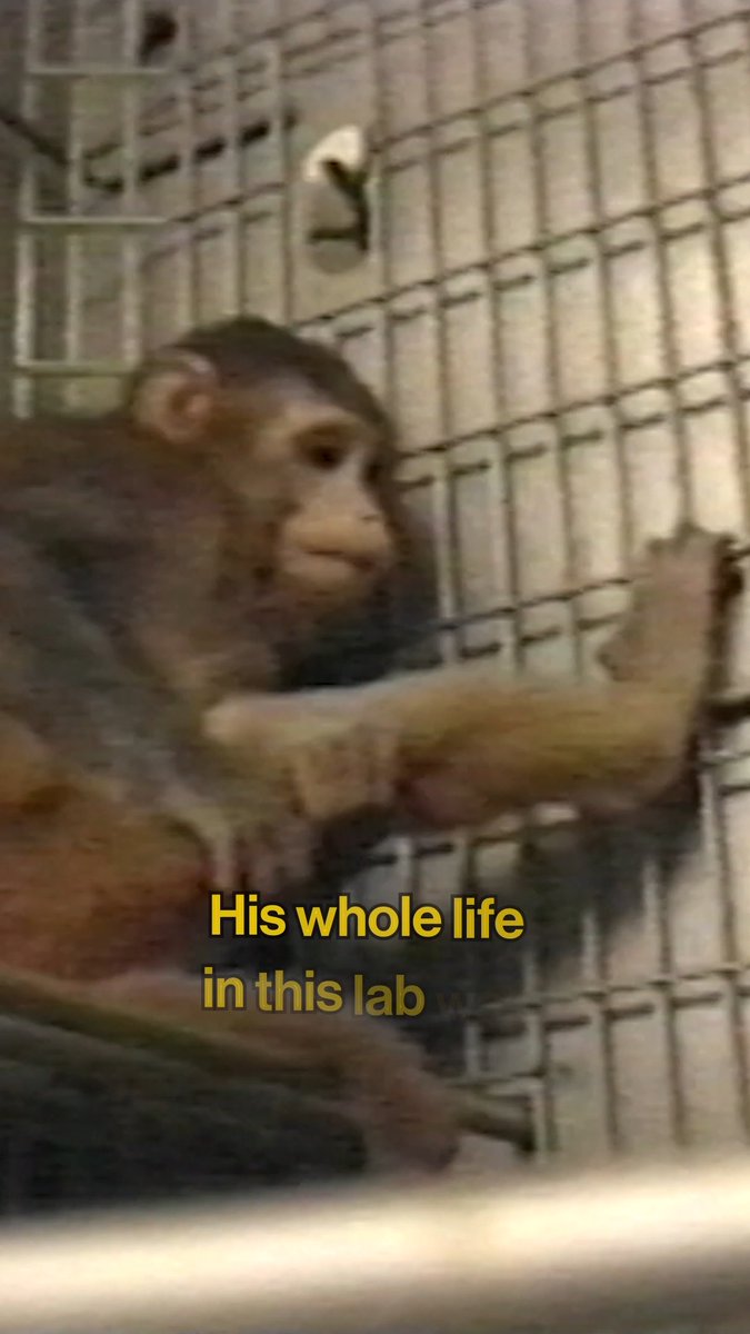 Your heart will break when you see how this monkey in a lab tries to find comfort. 💔 He has only ever known terror and a cage: trapped, deprived, and tortured in experiments that cause profound mental distress.