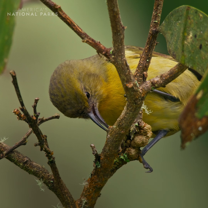 The Hawaiian honeycreeper digs for bugs, using its lower beak like a pickaxe to chip into wood. #AmericasNationalParks is now streaming on Disney+ and Hulu.