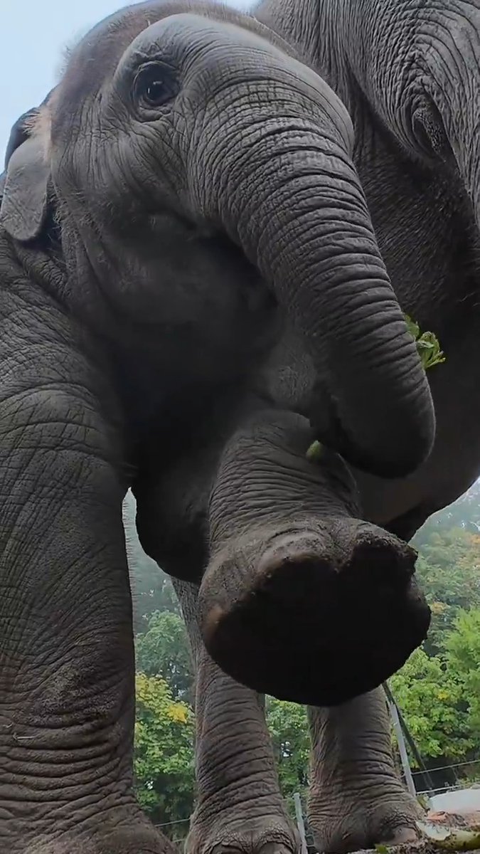 you nose it's tiny trunk tuesday