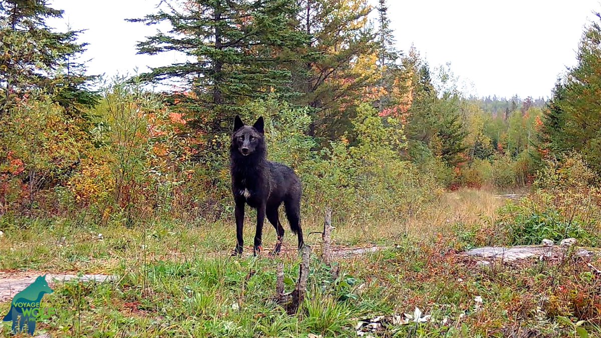 A picturesque autumn video of a black wolf in the Minnesota Northwoods. [📹 VoyaWolfProject]