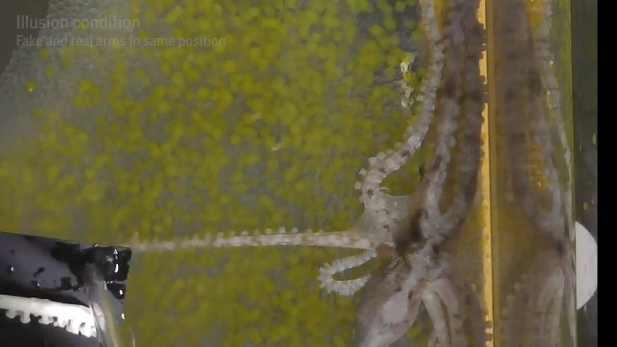 Octopuses fall for the "rubber arm" illusion, just like us. Learn more on #WorldOctopusDay: