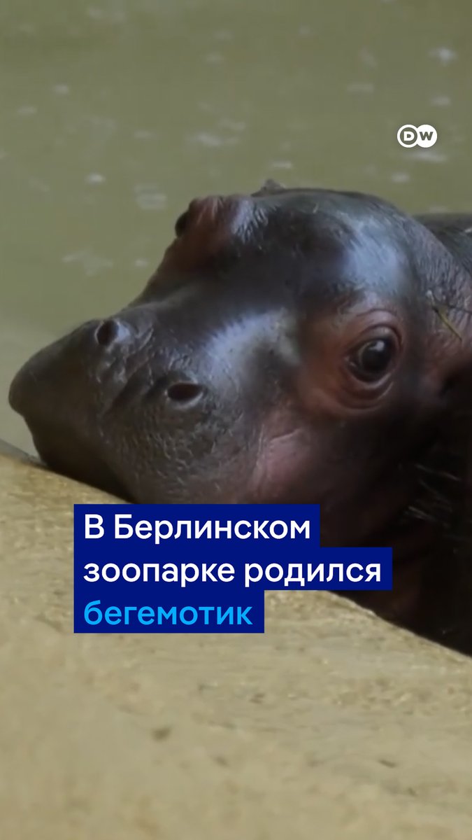 Самая милая новость этого дня: в Берлинском зоопарке родился бегемотик. Малыш появился на свет в конце сентября, и это его первое видео. Имя пока не выбрали, так что предлагайте свои варианты в комментариях (подсказка для тех, кто не смотрит видео: это мальчик)