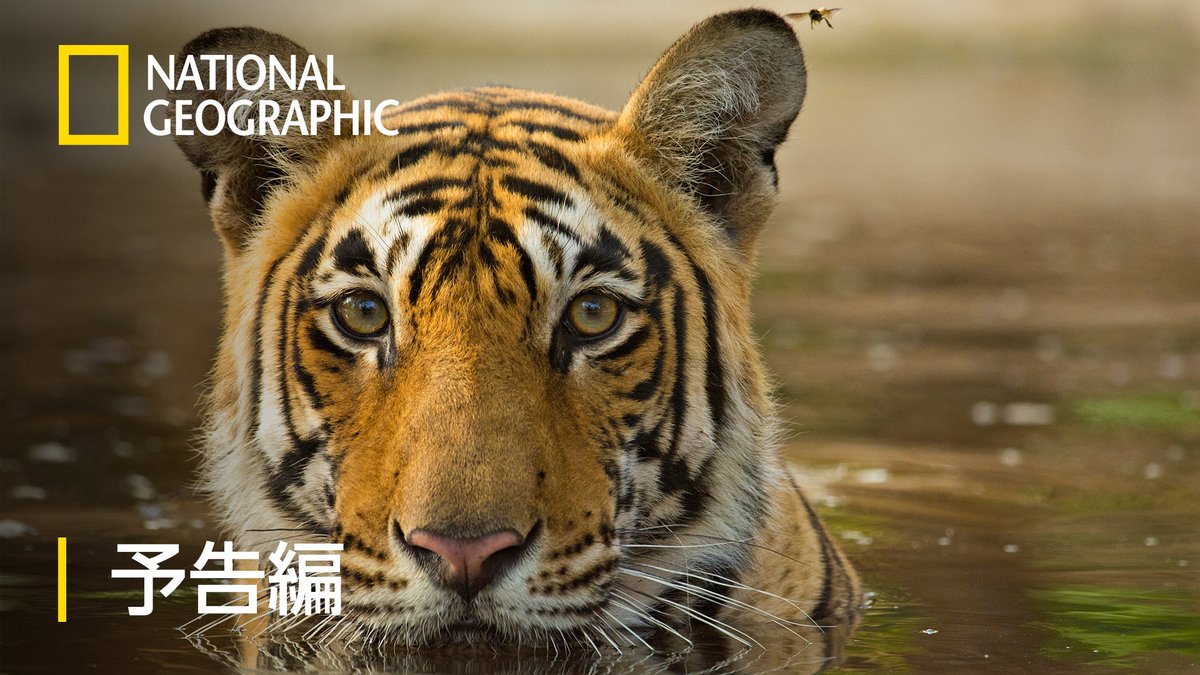 🐅今夜(10/9)10時~ 世界大自然紀行:アジアの秘境 総集編 🎙#早見沙織 さん ニホンザルの群れは食料を求めて険しい山を登り コモドオオトカゲの子どもは大人の餌食に ならないよう木の上で暮らす。 生き残るために闘う動物たちの親子に焦点を当てる。 #ナショジオ