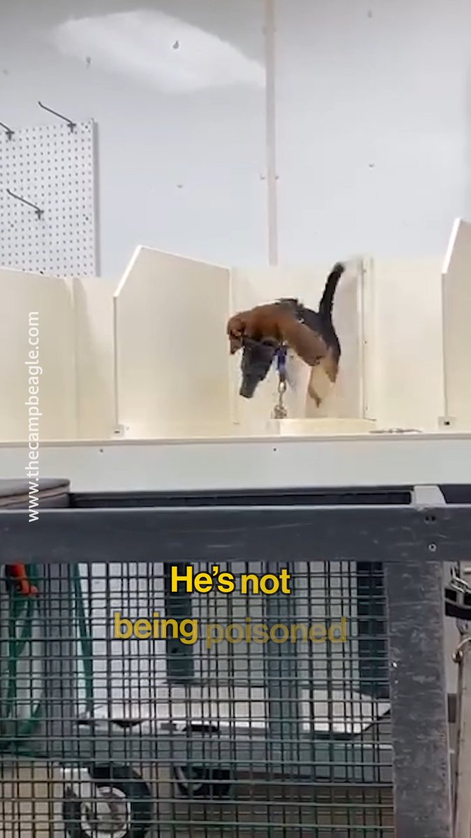 This beagle isn’t being “trained.” He’s being broken.