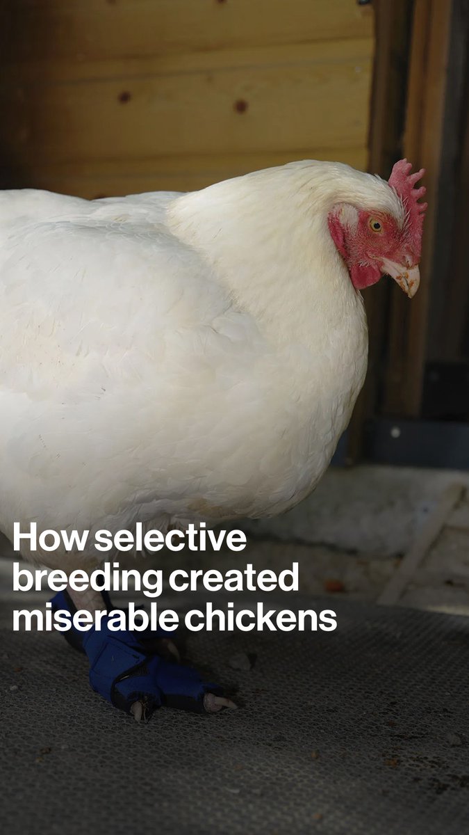 The world's most popular chicken — the Ross 308 — has been selectively bred to reach slaughter weight three times faster than in the 1950s. But that’s led to an array of health issues