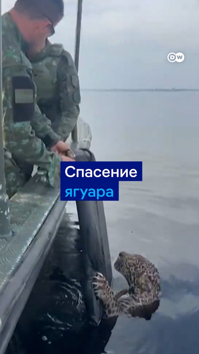 Этот ягуар в Бразилии был ранен из охотничьего ружья, но смог спастись в реке. Местные жители заметили животное, которое из последних сил держалось на воде, и вызвали полицию. Ягуары находятся под угрозой исчезновения, охота на них строго запрещена. Видео спасения