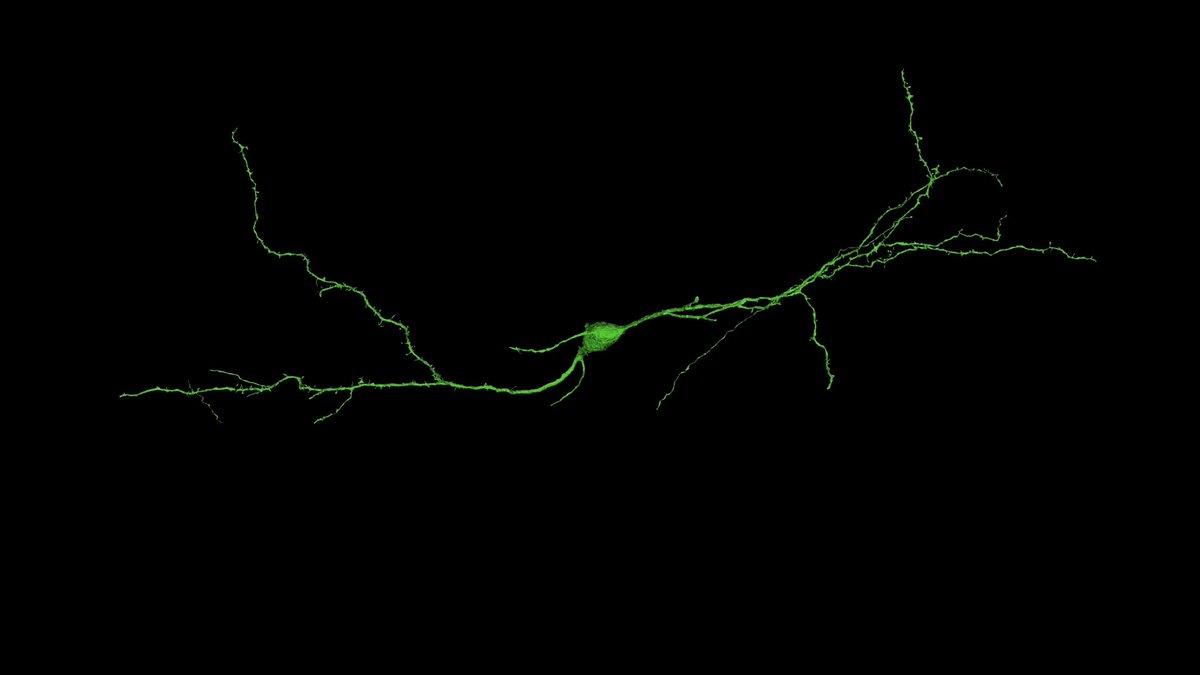 Neurons come in many different morphologies or shapes. Check out just some of the diversity of just inhibitory neurons in this beautiful video by our #ElectronMicroscopy team.