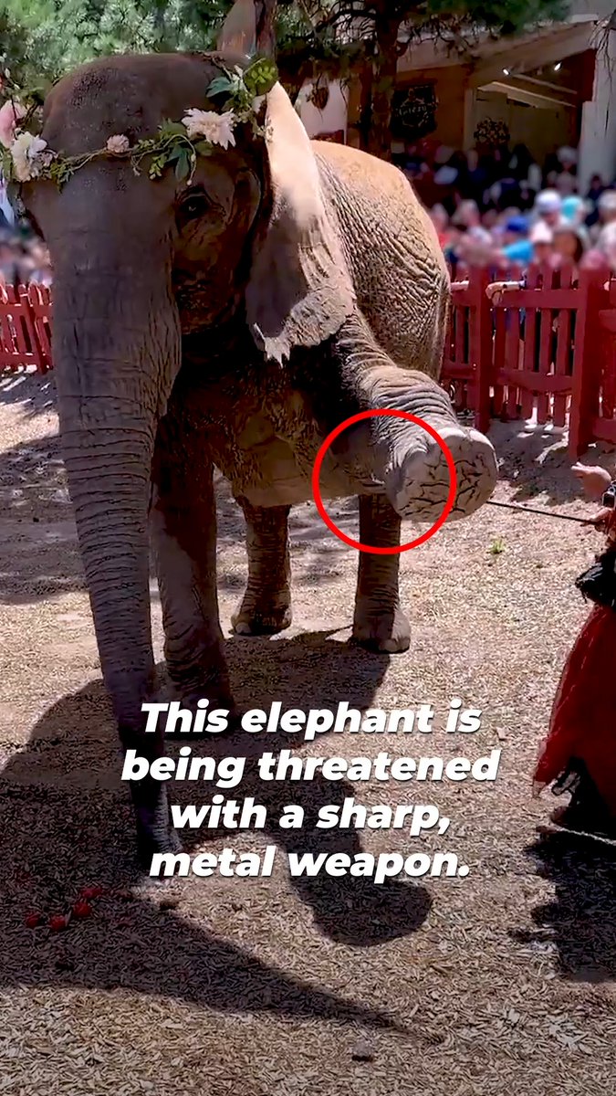 URGENT: Anyone going to the Texas Renaissance Festival needs to see this! ๐ญ The elephants are elderly, exhausted, and threatened with metal weapons when they resist ๐๐ Help us get this banned!