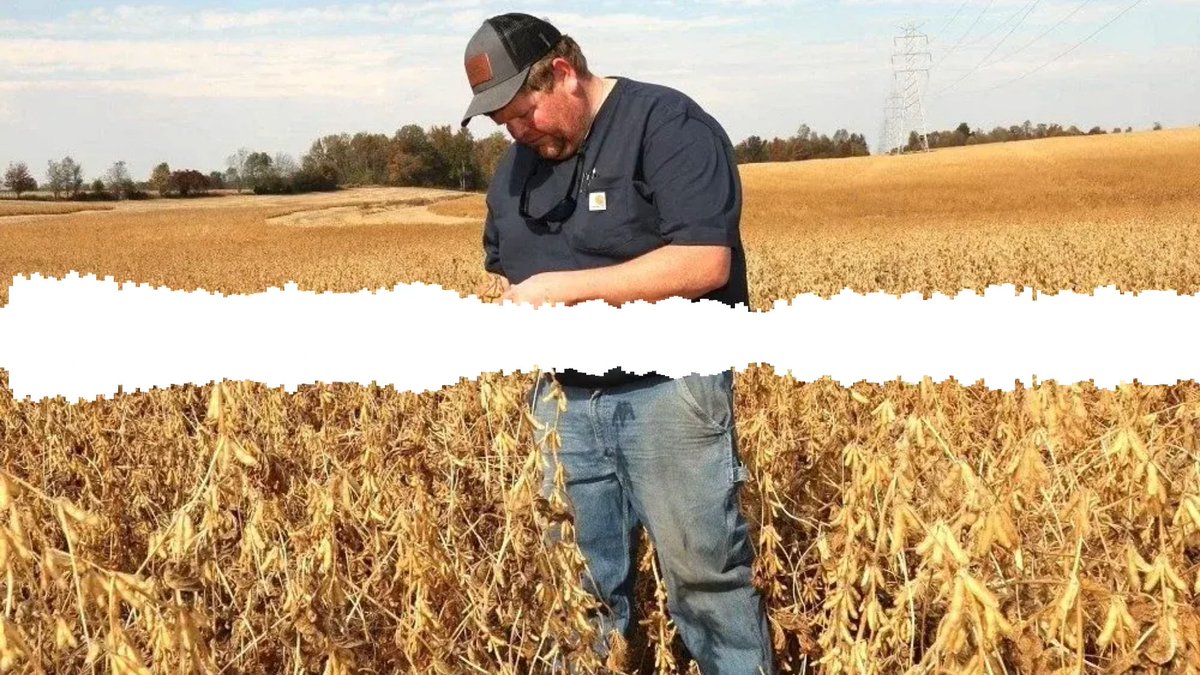 Soybean farmer: We're not doing well at all as an industry. We have zero sales on the books of this new crop to the Chinese, who are our biggest export customer historically. And right now, with them being a big zero in the purchase column, that's a five-alarm fire for our industry.