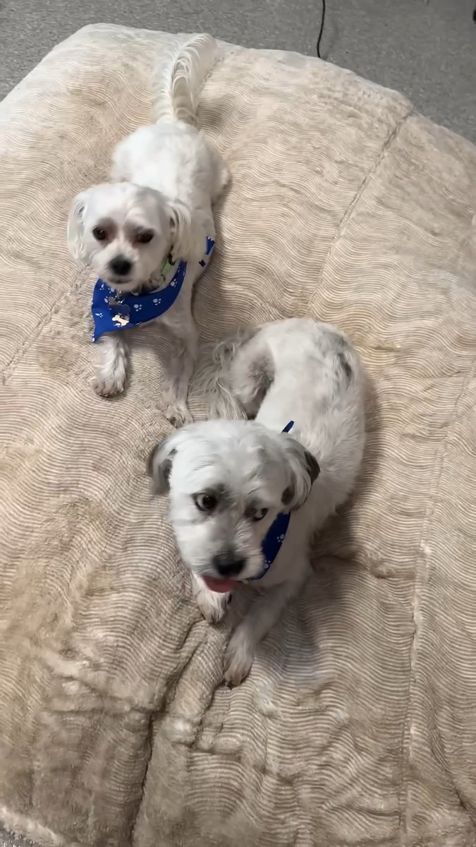 My babies deserve these 🐾