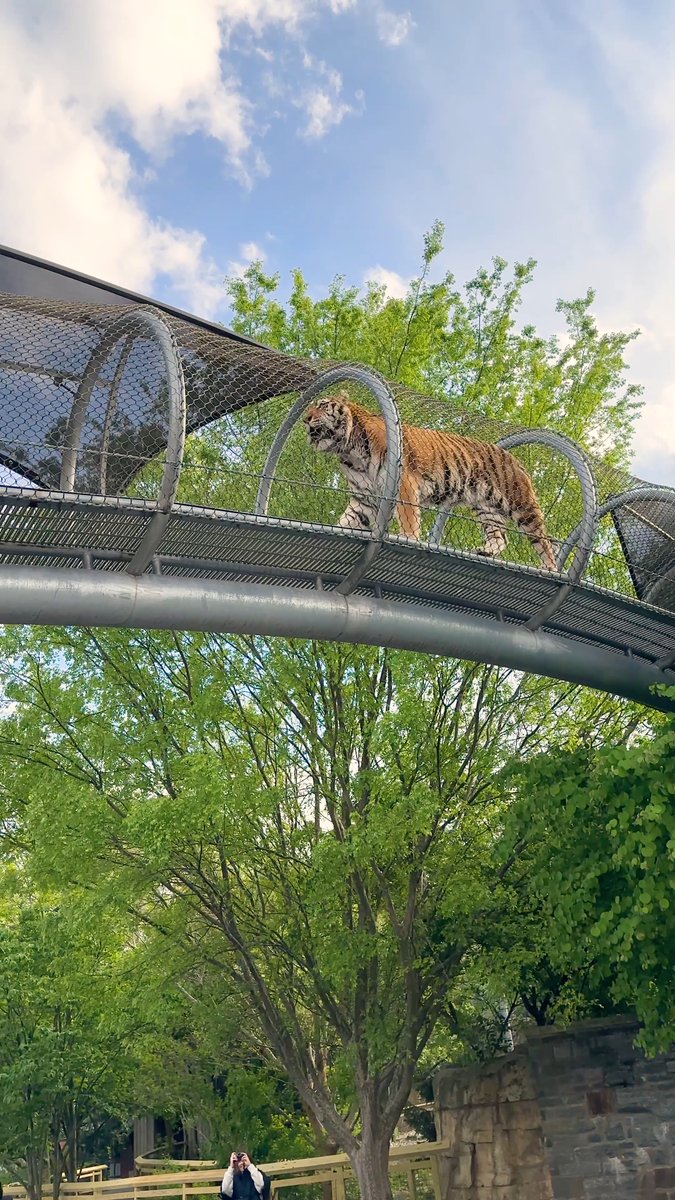 When the largest cat species in the world decides to take a stroll over your head inside Big Cat Crossing 🤯 Amur tigers are considered the largest cat species, with Bengal tigers being a close second. On average, they weigh about 400 pounds for males and 260 pounds for females!