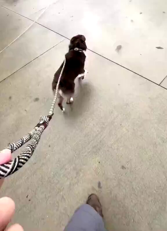 Daha önce eski sahibi tarafından terk edilen bir köpeğin, tasması bırakıldığında yaşadığı terk edilme korkusu.