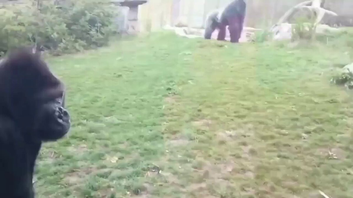 "Gorila" Por la reacción de este gorila de espalda plateada al ver que una nenita se golpeaba el pecho.