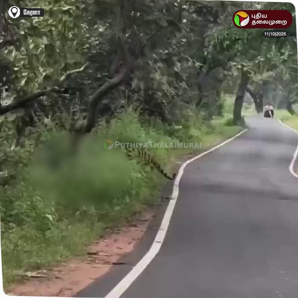 கேரளா மாநிலம் அதிரப்பள்ளி வனப்பகுதியில் இருந்து புலி ஒன்று மானை வேட்டையாடி சாலையில் இழுத்துச் சென்ற வீடியோ வைரல் - வால்பாறை அதிரப்பள்ளி சாலையில் வனவிலங்குகளின் நடமாட்டும் அதிகமாக உள்ளதால் சுற்றுலா பயணிகள் பாதுகாப்புடன் இருக்க எச்சரிக்கை #Kerala | #Tiger | #Deer