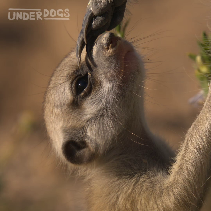 These little meerkats tumble, pounce, and spar their way to survival skills. #Underdogs is now streaming on Disney+ and Hulu.