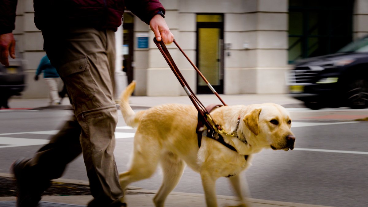 Why Seeing Eye dogs are so expensive to breed and train