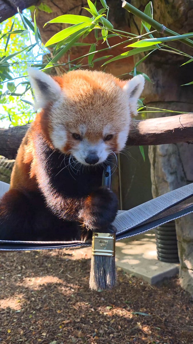 A young Khumbie Picasso in the making 🎨🖌️ Khumbie is learning how to paint! Using positive reinforcement, his animal care specialist trains him with simple commands like “grab” to hold the brush and “drop” to release it—rewarding each success with a tasty apple😊